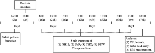 Figure 1. Schematic design of the experimental protocol with saliva-coated glass coverslips and the tests used.