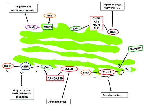 Figure 1. Schematic of some of the crosstalk routs described in this review.