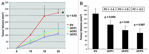 Figure 8. MDA-MB-231 cells overexpressing UCP1, UCP2, or UCP3 display decreased tumor growth. MDA-MB-231 breast cancer cells harboring the empty-vector (EV), UCP1, UCP2 or UCP3 were injected into the flanks of athymic nude mice. (A) Time course of tumor growth (volume) is shown up to 3 weeks post-injection. (B) Tumor volume is shown after tumor excision on day 22 post-injection. Note that breast cancer cells overexpressing UCP1, UCP2 or UCP3 all reduce tumor growth, relative to control cells. p-values are as shown. n = 10 tumors per experimental group.