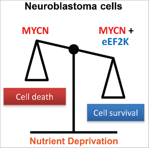 Figure 1. Schematic diagram of the effects of MYCN and eEF2K activity on neuroblastoma cell survival under nutrient deprivation, whereby high MYCN activity leads to cell death unless cells are protected through increased eEF2K activity.
