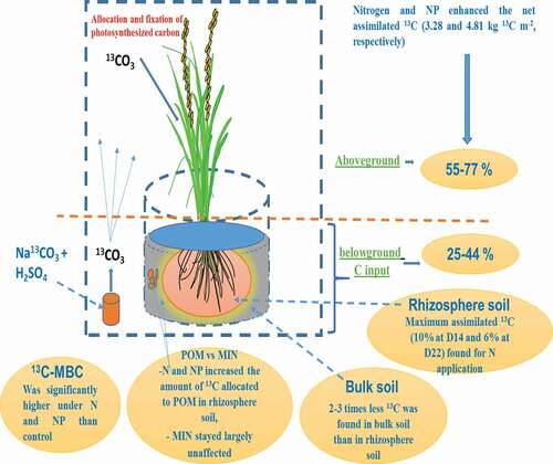 Figure 4. Conceptual 13C distribution pattern in the soil without fertilization and with N and P fertilization on day 14 (D14) and 22 (D22) of 13C-CO2 continuous labeling