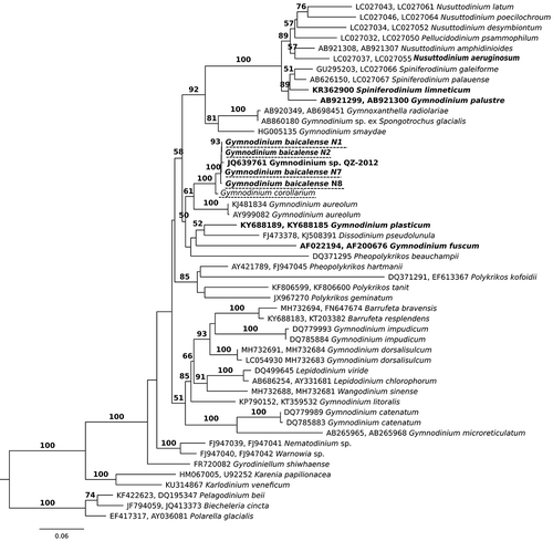 Fig. 17. Maximum likelihood tree based on concatenated partial 18S and 28S rRNA genes. Samples sequenced in this study are underlined by a dotted line. Freshwater species are in bold. The numbers on the branches are ML bootstrap values (values <50 are not shown)