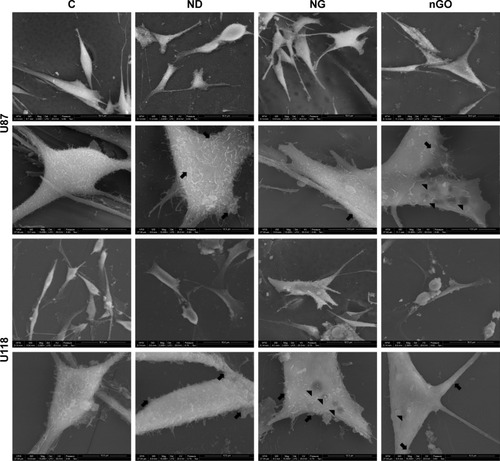 Figure 2 Scanning electron microscopy of U87 and U118 glioblastoma cells.Notes: Electron microscopic images were taken after treatment with nanoparticles at 20 μg/mL for 24 h. Arrows on the scanning electron microscope images indicate agglomerates of nanoparticles, and arrowheads indicate cell surface irregularities. Scanning electron microscope images of U87 and U118 cells without treatment (C) and after treatment with diamond nanoparticles (ND), graphite nanoparticles (NG), and graphene oxide (nGO).