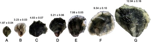 Figure 4. Development photographs and mean dorsoventral shell measurement (DVM ± standard error, mm) of Saccostrea lineage J spat at grade sizes. A, 0.5 mm, 34 days post hatch (dph); B, 1 mm, 43 dph; C, 2 mm, 51 dph; D, 3 mm, 66 dph; E, 4 mm, 71 dph; F, 5 mm, 80 dph; and G, 9 mm, 90 dph.