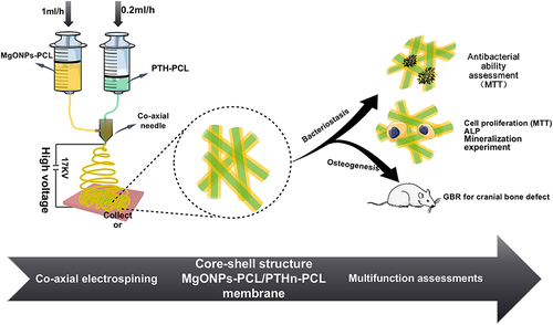 Figure 1 Scheme of preparation and functional assessments of MgONPs-PCL/PTHn-PCL coaxially-electrospun barrier membrane.