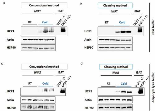 Figure 2. Resolution comparison for iWAT proteins. iWAT from mice exposed to cold conditions (Cold, n= 3) or housed at room temperature (RT, n= 3) were lysed in RIPA buffer (a) or adipocyte lysis buffer (b) and prepared by the conventional method (30 μg/well) or the cleaning method (60 μg of starting weight/well). Blots were probed with antibodies against UCP1 or two different loading controls, Actin and HSP90. Protein lysates from interscapular brown adipose tissue (iBAT) from UCP1 knock-out (UCP1 -/-) or control mice (UCP1 +/+) were prepared by a conventional method and used as a negative or positive control for UCP1, respectively. Compared to iWAT, only 10% of the iBAT lysate was loaded (3 μg/well).