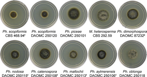 Fig. 2 Colony morphologies of representative isolates, 2 wk after inoculation on MEA at 20 C in the dark (T = ex-type, E = ex-epitype).