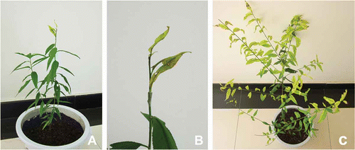 Fig. 7 (Colour online) The bud graft test for the peach yellows phytoplasmas in young peach trees. (A) Young peach tree just after grafting in July 2010; (B) Higher magnification of the grafting site. (C) Grafted peach tree with symptoms of yellows in July 2011.