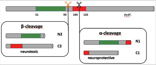 Figure 1. Schematic representation of α- and ß- cleavage of the prion protein (PrPC). In green: octapeptide-repeated region; in red: neurotoxic domain; orange and black scissors: cleavage site for ß- and α- cleavage, respectively. ß-cleavage generates fragments N2 and C2, which is neurotoxic; α- cleavage forms the two fragments N1 and C1. α- cleavage destroys the domain responsible for neurotoxicity, and C1 fragment shows neuroprotective properties.