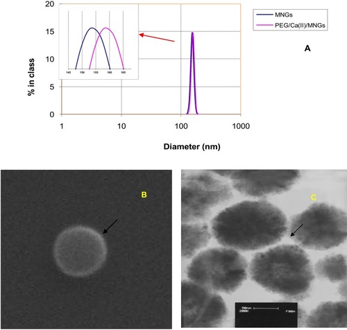 Figure 4 (A) Size distribution of bare MNGs and PEG/Ca(II)/MNGs. (B) TEM image of PEG/Ca(II)/MNGs. (C) SEM image of PEG/Ca(II)/MNGs (scale bar is 50 nm).