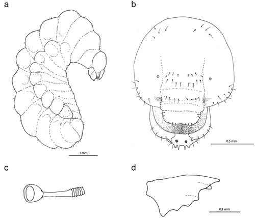 Figure 6. Larva of Oxybelus trispinosus: (a) body, lateral view; (b) head, frontal view; (c) spiracle; (d) mandible, frontal view.