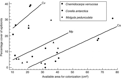 Fig. 3  Linear regression analyses between percent cover of epibionts and available area for colonization on the basibiont ascidian individuals of Corella antarctica (Ca), Cnemidocarpa verrucosa (Cv) and Molgula pedunculata (Mp).