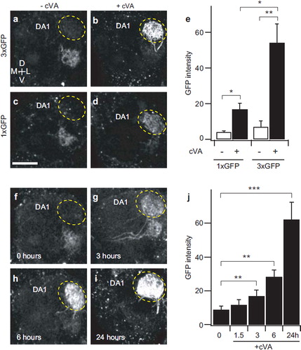 Figure 5. Increasing reporter gene copy number improves sensitivity of the CaLexA system. (a–e) Measurement of GFP fluorescence intensity in DA1 of female flies after exposed to cVA (20 μg) for 24 hours. The test fly contained GH146-Gal4, UAS-mLexA-VP16-NFAT, and LexAop-CD2-GFP (1X GFP) or both LexAop-CD2-GFP and LexAop-CD8-GFP-2A-CD8-GFP (3 × GFP). (a–d) Images of GFP fluorescence in antennal lobe. (e) Quantitative analysis of GFP fluorescence in DA1. (f–i) Images of GFP fluorescence in antennal lobe. n = 6-9. (j) Quantitative analysis of GFP fluorescence in DA1. GFP fluorescence intensity is displayed in arbitrary unit. n = 6–9. Error bars indicate standard error of mean. *p < 0.05; **p < 0.01; ***p < 0.001. Wilcoxon signed-rank test. All measurements were obtained from a custom two-photon microscope with the same laser power (61 mW at the back aperture of the objective lens) at the wavelength of 925 nm. Scale bar = 20 μm.