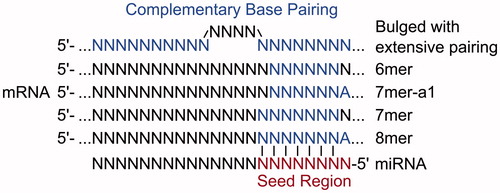 Figure 4. Alternate types of miRNA binding sites. Each site type has a different affinity based upon the extent of base pairing to the miRNA (see color version of this figure at www.tandfonline.com/ibmg).