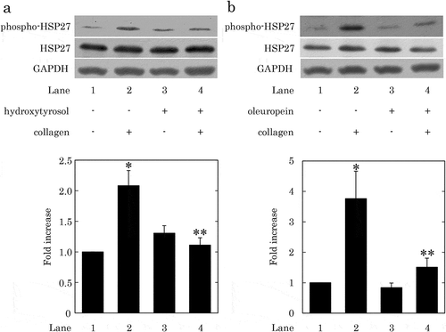 Figure 5. Effects of hydroxytyrosol (HT) or oleuropein (OLE) on the collagen-induced phosphorylation of HSP27 in human platelets.(a) PRP was pretreated with 100 μM (7 cases) or 150 μM (2 cases) of HT or vehicle at 37°C for 15 min, and then stimulated by collagen or vehicle for 120–300 s. (b) PRP was pretreated with 500 μM of OLE (4 cases) or vehicle at 37°C for 15 min, and then stimulated by collagen or vehicle for 120–150 s. The reaction was terminated by addition of an ice-cold EDTA solution. The lysed platelets were then subjected to Western blot analysis using antibodies against phospho-specific HSP27, HSP27, and GAPDH. The representative result of HT at a dose of 150 μM (a) or OLE at a dose of 500 μM (b) is presented. The histogram shows a quantitative representation of the collagen-induced levels obtained from a densitometric analysis of nine (a) or four (b) independent experiments. The phosphorylation is expressed as the fold increase compared to the basal levels, presented as lane 1. Each value was corrected by the level of GAPDH and represents the mean ± SEM. *p < 0.05, compared to the value of control. **p < 0.05, compared to the value of collagen alone.