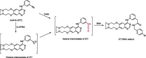 Figure 2. Biomimetic chemical synthesis of ICT-BBA adduct and proposed bioactivation pathway for the formation of ICT-BBA adduct. BBA: 4-bromobenzylamine; m-CPBA: m-chloroperbenzoic acid.