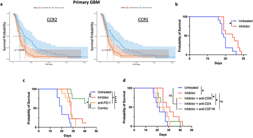 Figure 2. CCR2-CCR5 dual inhibitor improves survival in murine model of glioma. (a) Survival probability of GBM patients from CGGA database based on CCR2 and CCR5 expression. Blue represents low expression and red represents high expression. (b) Survival of C57BL/6 mice with intracranial orthotopic GL261 glioma (untreated n = 11, inhibitor n = 11). (c) Survival of C57BL/6 mice with intracranial orthotopic GL261 glioma (untreated n = 9, inhibitor n = 9, anti-PD-1 n = 9, anti-PD1 and inhibitor (combo) n = 8). (d) Survival of C57BL/6 mice with intracranial orthotopic GL261 glioma and depletion of CD4, CD8, and myeloid cells with anti-CSF1R antibodies (n = 8 for all groups). Differences in survival were calculated by the Mantel-Cox log-rank test. *p ≤ 0.05; **p ≤ 0.01; ****p ≤ 0.0001; ns, not significant. Survival experiments were repeated two times with similar results, and data from representative experiments are shown.