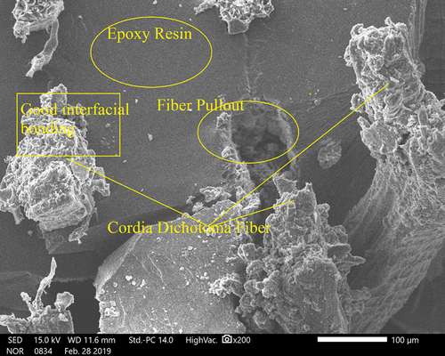 Figure 7. SEM image of cordia dichotoma fiber-reinforced epoxy composite.