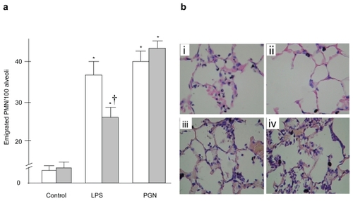 Figure 1 (a) Neutrophil emigration in the lung. Although LPS-induced neutrophil emigration was significantly attenuated in C3H/HeJ mice, PGN-induced neutrophil accumulation did not differ between the two strains. (b) Representative example of lung pathology. Shown are images of lung sections obtained from C3H/HeN (i and iii) and C3H/HeJ (ii and iv) mice 6 hours after intratracheal instillation of LPS (i and ii) or PGN (iii and iv). Significant attenuation of neutrophil emigration was observed in the C3H/HeJ mice followed by LPS instillation.Notes: Open columns: C3H/HeN mice, Gray columns, C3H/HeJ mice; Data are presented as the mean ± SEM (n = 6); *p < 0.05 versus control; †p < 0.05 versus C3H/HeN mice. Magnification × 400.Abbreviations: LPS, lipopolysaccharide; PGN, peptidoglycan.