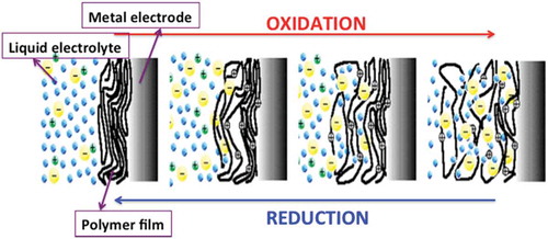 Figure 2. The polymer oxidation (reaction 1 forwards) promotes the cooperative actuation of the molecular machines (the polymer chains) constituting the polymer film. Free volume is generated to incorporate balancing counterions and solvent required for osmotic balance. The material becomes a dense gel constituted by molecular machines, ions and solvent, which swells during its oxidation. During reduction reverse processes occur and the film shrinks. Reconstructed with permission from ref [Citation13]. 1999, Kluwer.