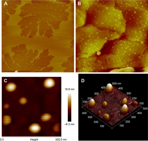 Figure 3 Topographical AFM images of SbL8 dispersion in 1:1 W:PG.Notes: A dispersion of SbL8 in 1:1 W:PG (L8 at 30 mM) was deposited and partially dried onto cleaved mica (A) or paraffin substrate (B–D), obtained in the tapping mode. Magnification in (A) and (B): scan size 5.0×5.0 μm; Magnification in (C and D): scan size 500×500 nm, high-resolution 2D and 3D images, respectively.Abbreviations: 2D, two-dimensional; 3D, three-dimensional; AFM, atomic force microscopy; SbL8, 1:3 Sb–N-octanoyl-N-methylglucamide complex; W:PG, water:propylene glycol; L8, N-octanoyl-N-methylglucamide.