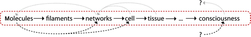 Figure 51. Possible level hierarchy from molecules to consciousness. A detailed picture of the levels’ connections is likely to result in a highly intertwined structure.