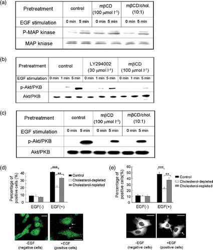 Figure 5.  The effect of cholesterol depletion on EGF-induced MAP kinase phosphorylation, Akt activation and PKC?-GFP translocation in MDA-MB-231cells. (a) EGF-induced MAP kinase phosphorylation in the presence or absence of mβCD treatment. Total MAP kinase amount in each sample was analysed by western blotting and shown at the bottom. (b) Akt activation was analysed by western blotting for phosphorylated Akt (p-Akt/PKB) in control, LY294002 treated, and cholesterol-depleted (mβCD) cells upon EGF stimulation. Total Akt/PKB amount in each sample was analysed by western blotting and shown at the bottom. (c) Phosphorylated Akt (p-Akt/PKB) amount in control, cholesterol-depleted, and cholesterol-repleted cells upon EGF stimulation analysed by western blotting. Total input of Akt/PKB in each sample was shown at the bottom of the panel. (d) Akt/PKB cellular translocation of control, cholesterol-depleted, and cholesterol-repleted cells upon EGF stimulation (EGF, 10 ng ml−1). Bar graph, percentage of cells that exhibited Akt/PKB translocation of total examined cells under indicated assay conditions. Data were the mean of triplicate experiments (p*** <0.0001, p**? = 0.0030, two-way ANOVA????Images, representative cells that exhibited Akt/PKB translocation upon EGF stimulation. Arrows showed activated Akt/PKB on the membrane. Scale bar, 20 µm. (ecddd ) PKCζ?GFP translocation of control, cholesterol-depleted, and cholesterol-repleted cells upon EGF stimulation (EGF, 10 ng ml−1). In the bar graph, percentage of cells exhibited PKCζ?GFP translocation of total examined cells under indicated assay conditions. Data were the mean of triplicate experiments (p*** <0.0001, p**=0.0054, two-way ANOVA???In?images, representative cells displayed PKCζ-GFP cellular translocation upon EGF stimulation. Arrows showed activated PKCζ-GFP on the membrane. Scale bar, 30 µm. This figure is reproduced in color in Molecular Membrane Biology online.