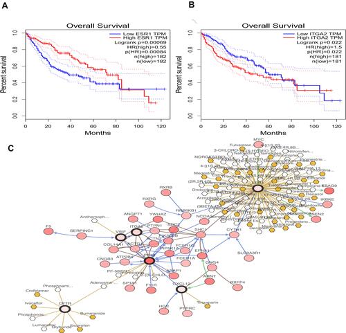 Figure 9 Overall survival analyses of ESR1 and ITGA2 in HCC patient. (A) Downregulation of ESR1 was closely associated with worse overall survival; (B) downregulation of ITGA2 resulted in longer overall survival; (C) the network contained our six hub genes and the 50 most frequently altered neighbor genes. The relationship between hub genes and drugs is also exhibited.
