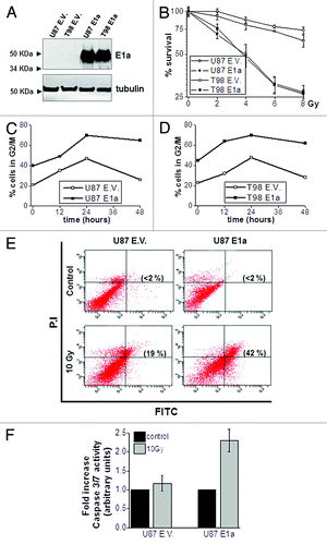 Figure 1. E1a induces radiosensitivity in GBM-derived cell lines. (A) U87MG and T98G were transduced with empty vector (U87 E.V., T98 E.V.) or E1a (U87 E1a, T98 E1a) Fifty micrograms of total cell lysates (TCL) were blotted against E1a. Membranes were reproved against tubulin as loading control. (B) Cells were exposed to indicated doses of IR. Viability of the cells was evaluated by using the violet crystal method 6 d later. Data represent average ± SD. (C) Cell cycle profile of U87 E.V. and U87 E1a cell lines was determined by flow cytometry after exposure to IR (10 Gy). Graphs represent the % of cells in G2/M phase at the indicated times. Image shows a representative experiment out of 3. (D) The same experiment as in (C) for T98 E.V. and T98 E1a cell lines. (E) Annexin V assay in U87 E.V. and U87 E1a cells were analyzed 48 h after 10 Gy exposure. Between parentheses, percentage of apoptotic population. Image shows a representative experiment out of 3. (F) Caspase 3/7 activity assay in U87 E.V and E1a cells 24 h after 10 Gy exposure. Histogram data are the average of 3 independent experiments performed in triplicate cultures.