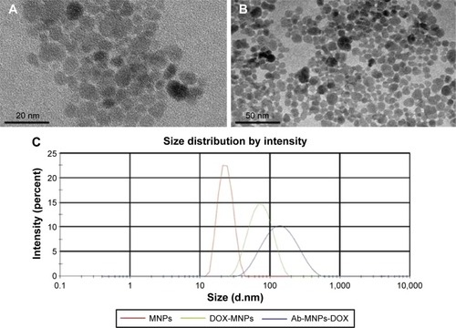 Figure 1 Characteristics of DMSA-MNPs (A), anti-CD22-MNPs-DOX (B), and particle size distribution (C) under electron microscopy.
