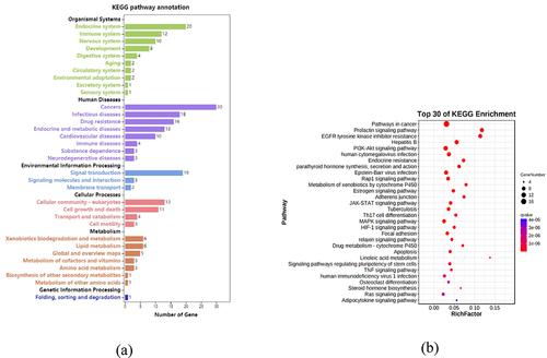 Figure 6. KEGG and GO enrichment analysis based on 42 core targets. Through KEGG pathway annotation (a), bubble chart (b), and Sankey diagram (c) of the pathways enriched for emodin and targets. GO enrichment analysis through bar chart (d) and bubble chart (e).