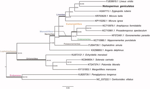 Figure 1. Phylogenetic tree yielded by IQ-TREE of 17 Protostomia mitogenomes. Consensus tree is shown with support indicated by numbers at branches, representing percentages of SH-aLRT test and bootstraps.