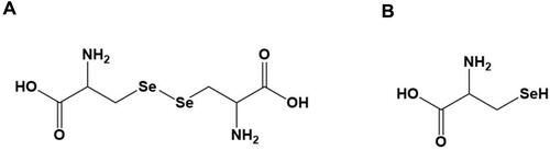 Figure 1 Chemical structure of selenium-containing amino acids used in this study. Chemical structure of (A) selenocystine and (B) selenocysteine.