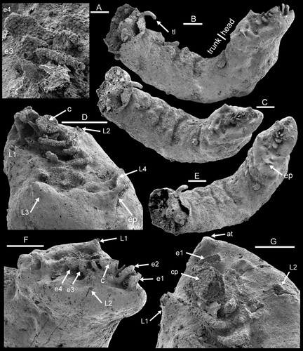 Figure 3. Dietericambria hensoniensis n. gen. n. sp., PMU 39167 from GGU sample 271492, holotype, Henson Gletscher Formation, southern Lauge Koch Land. Cambrian (Miaolingian Series, Wuliuan Stage). A. Detail of Fig. 4C showing ornamentation of median axial complex on ventral surface of head. B,C,E. Oblique lateral and ventro-lateral views of head and trunk. D,F,G. Oblique ventral (D,G) and oblique lateral (F) of head. Abbreviations: at, anterior tubercle; c, central raised disc; cp, papillate surface of central raised disc; e1–e4, flange-like extensions; ep, posterior flange-like extension; L1–L4, cephalic limbs; tl, trunk limb. Scale bars: 20 µm (A), 50 µm (G), 100 µm (B–F).