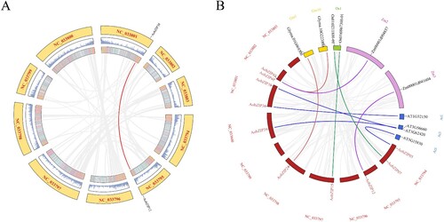 Figure 6. The collinearity analysis of AobZIP genes. (A) A visualization of the collinearity analysis of AobZIP genes, in which the two inner circles represent the density of the genome, the red line represents the single intraspecific collinear relationship, and the gray background represents the collinear relationship in the genome. (B) A visualization of the collinearity analysis of AobZIP genes from asparagus and four other species (rice, maize, soybean, and Arabidopsis), in which the red rectangles represent asparagus chromosomes, while the yellow, green, and pink rectangles represent collinear soybean, rice, and maize chromosomes, respectively. The lines of different colors connecting the chromosomes indicate intraspecific collinearity relationships, while the gray background represents the collinear relationship in the genome.