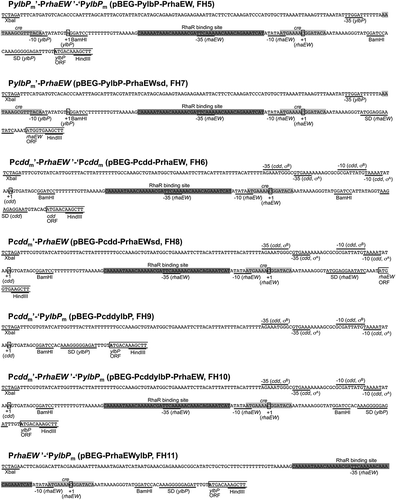 Figure 1. Organization of the hybrid protein expression systems designed in this study.The −35 and −10 sequences of core promoters of the ylbP, cdd, and rhaEW genes are indicated by solid lines, and the transcription start sites (+ 1) from each promoter are enclosed in rectangles. The Shine-Dalgarno (SD) sequences and the restriction sites are underlined. The partial coding region of each gene is indicated by lines. The direct repeat in the RhaR binding site and the cre sequence for CcpA/P-Ser-HPr binding are indicated by dark gray and light gray shades, respectively. The names of plasmids and B. subtilis reporter strains carrying each construct are indicated in parentheses after the construct’s compositions (Table 1).