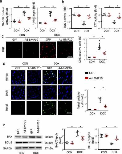 Figure 2. BMP10 overexpression protects the heart from oxidative stress injury and cardiac apoptosis in response to DOX. a-b Quantitative results of myocardial NADPH oxidase activity, 4-HNE level, SOD activity, and CAT activity (n = 6). c Representative DHE staining images and the statistical results (n = 6). d TUNEL staining and quantitative results in DOX-treated hearts with or without BMP10 overexpression (n = 6). e Western blotting and the quantitative results of apoptosis-related proteins (n = 6). *p < 0.05 versus the matched group.