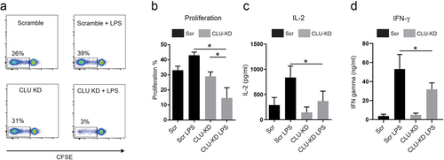 Figure 4. Clusterin expression promotes T cell priming by dendritic cells.