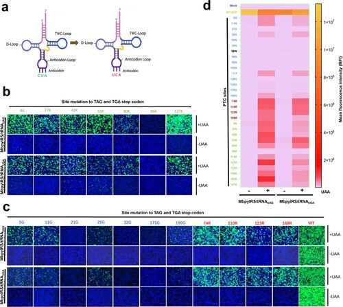 Figure 4. Anti-codon editing of the orthogonal tRNA used in GCE technology. (a) Schematic diagram of the anticodon editing of the orthogonal tRNA used in GCE technology. (b) and (c) The read-through efficacy of two sets of GCE systems containing tRNACUA and tRNAUCA were compared. The pDC315-EGFP-TAG mutant and MbpylRS/tRNACUA pair were cotransfected into HEK-293T cells, and the pDC315-EGFP-TGA mutant and MbpylRS/tRNAUCA were cotransfected into HEK-293T cells. Forty-eight hours after transfection, fluorescence microscopy was used to analyse the read-through efficacy of PTCs harbouring GFP mutants by two sets of GCE systems in the presence or absence of UAA. (d) Heatmap of the PTC read-through efficacy mediated by the two GCE systems. The MFI of EGFP was evaluated using FACS. Experiments were repeated three times, and the mean MFI is presented.