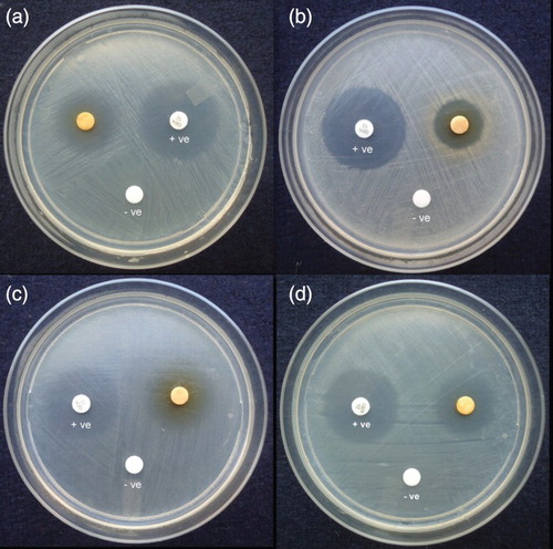 Figure 3. Antimicrobial activity of ethyl acetate extract of Phomopsis liquidambaris CBR-18 against (a) Escherichia coli, (b) Staphylococcus aureus, (c) Salmonella typhi, and (d) Bacillus subtilis by disc diffusion assay. +ve = positive control; –ve = ethyl acetate as negative control.