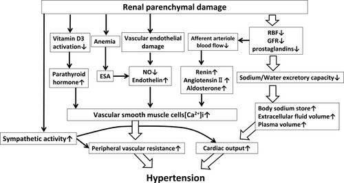 Figure 1 Mechanisms of hypertension induced by renal parenchymal damage.