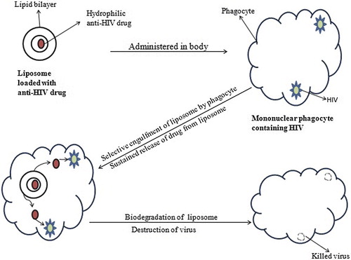 Figure 4. Selective uptake of drug-loaded liposomes by mononuclear phagocytes.