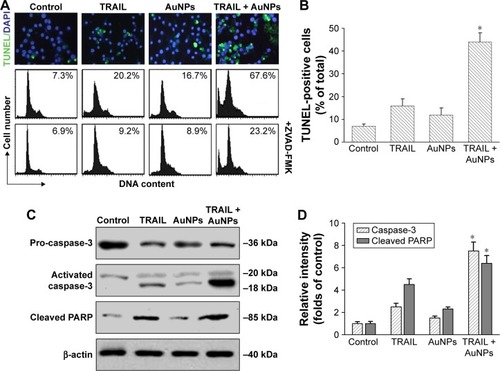 Figure 3 Effects of AuNPs on TRAIL-induced apoptosis.Notes: Calu-1 cells were incubated with TRAIL and/or AuNPs for 24 h. (A) DNA fragmention of apoptotic cells in situ was detected by TUNEL assays (upper panel). After staining with PI, apoptotic sub-G1 DNA content was analyzed using a flow cytometer (lower panel). (B) The percentage of apoptotic cells was quantified as the ratio of TUNEL-positive cells to the DAPI-stained total cells under a fluorescent microscope. *P<0.05, compared to TRAIL-treated groups. (C) Total cell lysates were prepared and processed for Western blotting analysis with antibodies against procaspase-3, cleaved caspase-3, and PARP. β-Actin was used as an internal loading control. A representative blot of three separate experiments was presented. (D) The relative levels of active caspase-3 and cleaved PARP were quantified by densitometric analysis. *P<0.05, compared to TRAIL-treated groups.Abbreviations: AuNPs, gold nanoparticles; PI, propidium iodide; TRAIL, tumor necrosis factor-related apoptosis-inducing ligand; TUNEL, terminal deoxynucleotidyl transferase-mediated dUTP nick end labeling; ZVAD-FMK, N-benzyloxycarbonyl-Val-Ala-Asp(O-Me) fluoromethyl ketone.