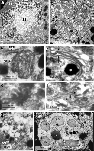 Figure 4. Electron micrographs of the B-cell of the endocrine pancreas of the splenic lobe of Lissemys turtles showing (a) an intact large, oval B-cell close to blood capillaries (bc), with a very large indented euchromatic nucleus (n), mitochondrial region (mt) and moderate abundance of homogenously distributed secretory granules (sg) barring the mitochondrial region. (b) An enlarged view of Figure 4a showing conspicuous mitochondrial (mt) region with few rough endoplasmic reticulum (RER) at the periphery. (c) Short RER is seen very close to the oval mitochondria (mt) with conspicuous cristae. (d) Golgi bodies (G) with concentric vesicles are seen surrounding a secretory granule (sg). (e) Showing secretory granules (sg) with crystalline-like electron-dense core and very wide electron-lucent peripheral halo. (f) Other secretory granules showing negligible electron-dense part and very wide halo. (g) Showing small vacuoles (V) close to the secretory granules (sg). (h) Some B-cells (?) are intermingled in the epithelium (ep) of the pancreatic duct with few endocrine cells (endo) close to the duct. Scale bars: a, 2 μm. b, 1 μm. c–f, 0.25 μm. g, 0.5 μm. h, 5 μm.