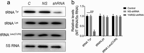 Figure 3. Northern-blot analysis of mitochondrial tRNA in three group of SW620 cells. (a) Equal amounts of total mtRNA samples from the three group of cells were adopted, electroblotted and hybridized with specific oligonucleotide probes for tRNA Tyr, tRNA Lys, tRNA Leu26262626262423222121, and 5S RNA, respectively. (b) Quantification of the tRNA levels were performed. The values are normalized to the control cells. Data are expressed as means ± SD. **, P < .01, n = 3.