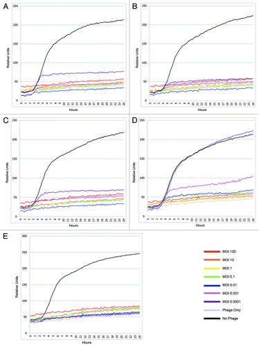 Figure 4. Kinetics of bacterial growth in the presence of T4 like phages. B. anthracis strain 7702 was grown at 37°C in tryptic soy media and 1% (v/v) of tetrazolium dye. The wells designed to receive bacteria were seeded with 106 cells. Microtiter plates for the phage assay were prepared as described in materials and methods. These experiments were performed with vegetative cells and using the phages: (A) BA21, (B) BA28, (C) BA39, (D) BA51 and (E) a mixture of Gamma, Giraffe, BA21, BA28, BA39 and BA51.