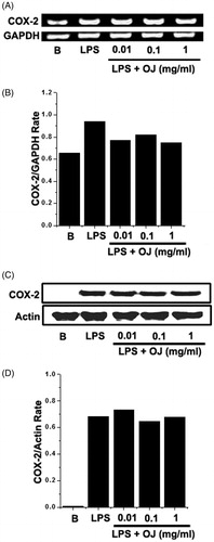 Figure 2. Effect of OJ on the COX-2 induction. Cells (5 × 106 cells/well) were treated with OJ for 1 h and then treated with LPS (1 μg/mL). The mRNA and protein expressions of COX-2 were measured by using RT-PCR (A) and Western blot analysis (C). Relative mRNA (B) and protein (D) levels were quantitated by densitometry. B: non-treated cells.