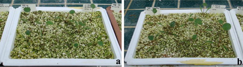 Figure 1. Forty days old seedlings of G. littoralis treated with culture filtrate of fungal endophyte P. citrinum KACC43900 and (b) control treatment.