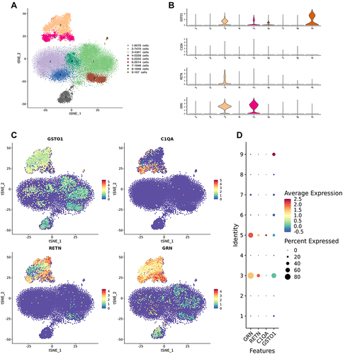Figure 6 Single-cell RNA sequencing. (A) General map of sequencing of mixed samples. Cell populations 1,2,6 and 8 are T cells, 3 and 5 are macrophages, 4 is NK cells, 7 is B cells, and 9 is platelets. (B–D) suggest that core genes GSTO1, C1QA, RETN, and GRN are mainly localized in 3 and 5 cell populations, that is, macrophage lines.
