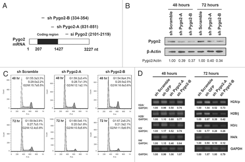 Figure 2 Histone gene expression change precedes cell cycle arrest in Pygo2-depleted MCF10A cells. (A) Schematic diagram showing the design of siRNA/shRNAs for human Pygo2. (B) Protein gel blot analysis of MCF10A whole-cell lysates showing knockdown of Pygo2 at 48 and 72 h post-infection. Signals are quantified by ImageJ 1.43u and normalized as indicated. (C) Flow cytometry analysis of cell cycle progression of infected cells as in (B). Shown are profiles from a representative experiment as well as average values from three independent experiments with standard deviations. (D) RT-qPCR analysis of select histone genes after knockdown of Pygo2. Similar results are obtained from two independent experiments. Expression levels are quantified and normalized against GAPDH control.